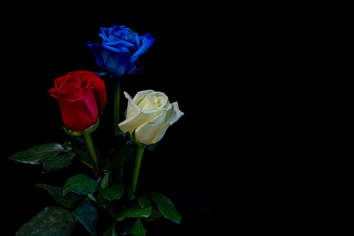 leaves, roses, three, white, black background, red, buds, blue, HD wallpaper