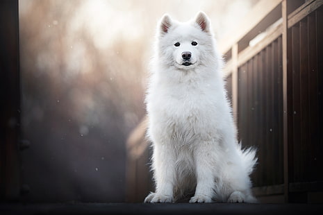 Perros, Samoyedo, Perro, Mascota, Fondo de pantalla HD HD wallpaper