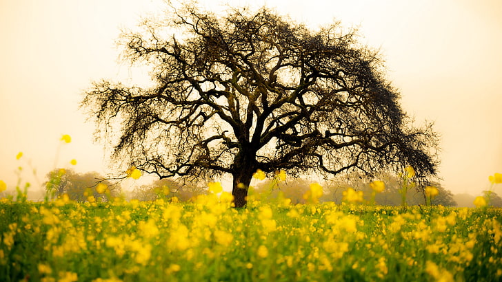 жълти цветя, дърво, поле, рапица, рапично поле, рапица, горчично растение, небе, самотно дърво, сутрин, самотно дърво, клон, трева, HD тапет