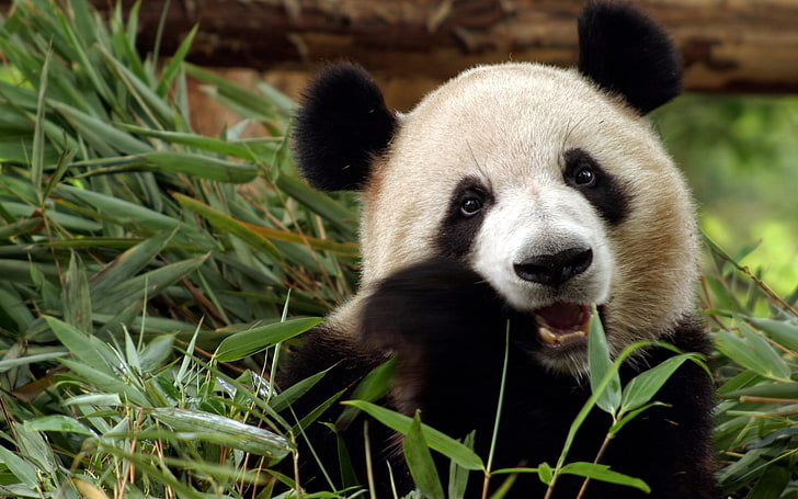 panda preto e branco, china, bambu, urso, panda, HD papel de parede