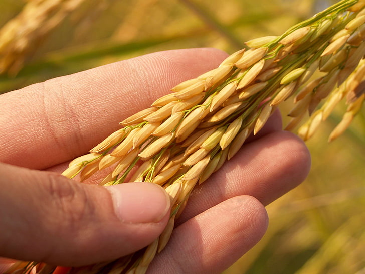 agriculture, blur, close up, crop, fingers, food, grain, healthy, macro, nail, rice, seeds, HD wallpaper