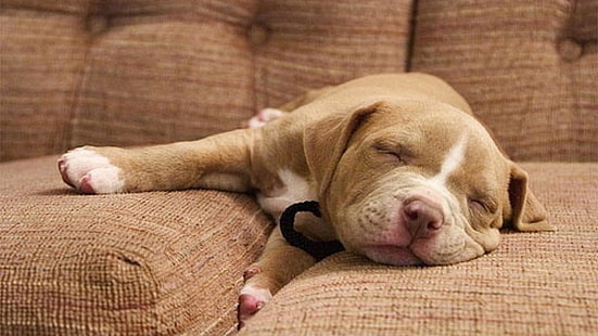 cute, dog, pitbull, puppy, pit bull terrier, terrier, doggy, doggie, HD wallpaper HD wallpaper