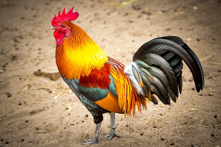 red, orange, and black rooster, bird, feathers, beak, cock, HD wallpaper