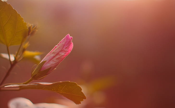 tanaman, makro, bunga, bunga merah muda, lunak, Wallpaper HD