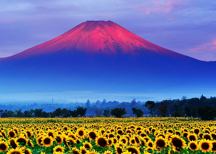 слънчогледово поле, поле, небе, залез, слънчоглед, Япония, планина Фуджи, HD тапет