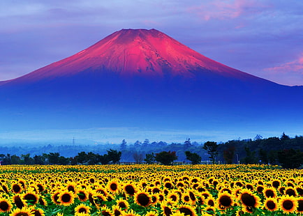 champ de tournesol, champ, ciel, coucher de soleil, tournesol, Japon, mont Fuji, Fond d'écran HD HD wallpaper