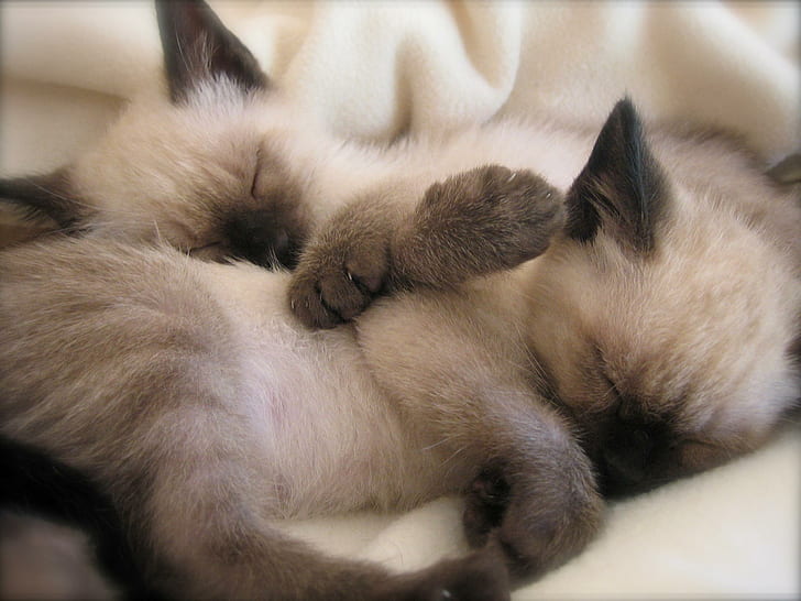 قطتان سياميتان نائمتان ، حيوانات ، سيامي ، نائمة ، قطط صغيرة، خلفية HD