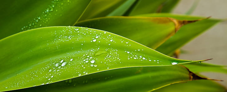 dew drops on green leaves, drops, jpg, dew, green leaves, close-up, curve, droplets, green  leaves, nature, plant, rain  water, Grandma's house, Northridge, leaf, green Color, macro, freshness, backgrounds, drop, botany, HD wallpaper