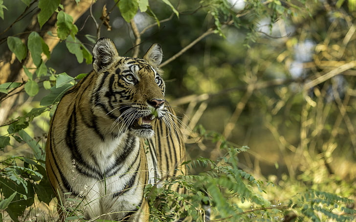 Dangerous Wild Animals Indian Tiger Desktop Wallpaper Hd 2880×1800, HD wallpaper