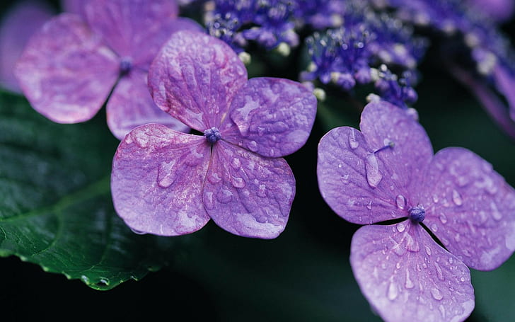 alam, bunga, makro, bunga ungu, Wallpaper HD