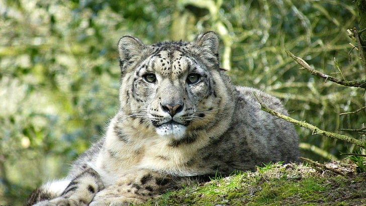 албинос тигър, животни, снежни леопарди, дълбочина на полето, леопард (животно), HD тапет