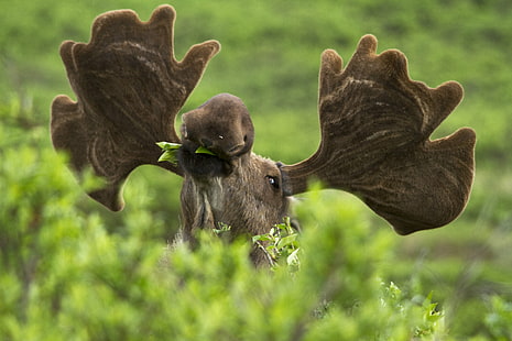 macro shot of brown moose head, Moose, Bushes, macro shot, Wildlife, Denali National Park, Alaska, nature, animal, grass, HD wallpaper HD wallpaper