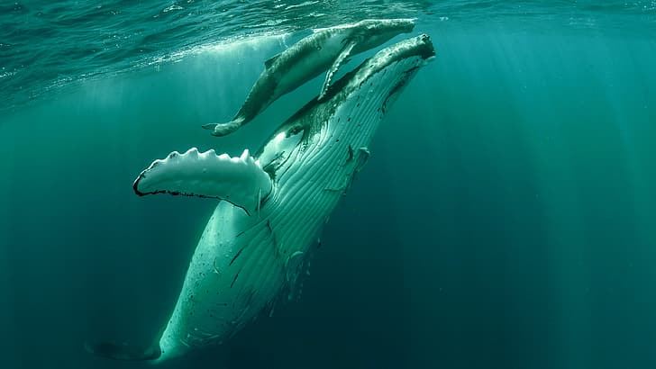wieloryb, zwierzęta, humbak, pod wodą, Tapety HD