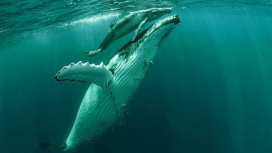 wieloryb, zwierzęta, humbak, pod wodą, Tapety HD HD wallpaper