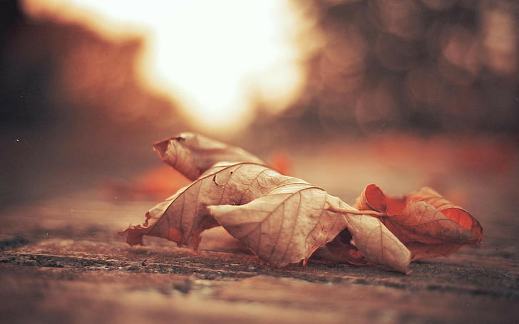 Лист Макро Осень HD, кленовый лист, природа, макро, осень, лист, HD обои