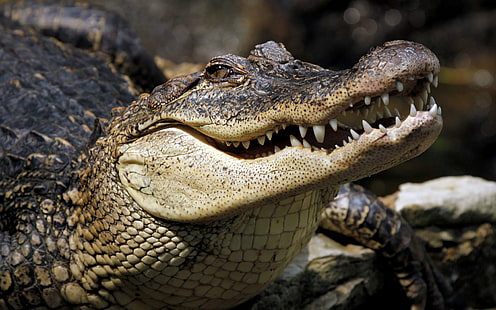 Krokodil HD, Tiere, Krokodil, HD-Hintergrundbild HD wallpaper