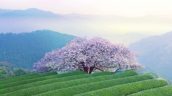 cerezo en flor, paisaje, montañas, primavera, Japón, Sakura, floración, isla Reportado, Prefectura de Kumamoto, Fondo de pantalla HD HD wallpaper
