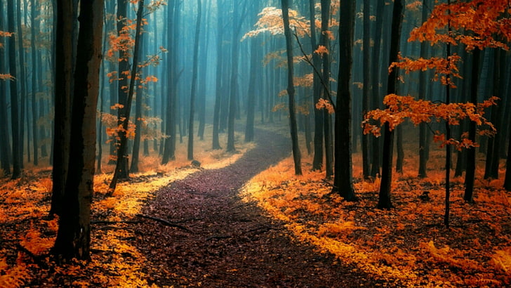 есен, гора, път, природа, мъглив, мъгла, гориста местност, широколистни, листа, мъгла, слънчева светлина, дървета, дърво, мъглив, HD тапет