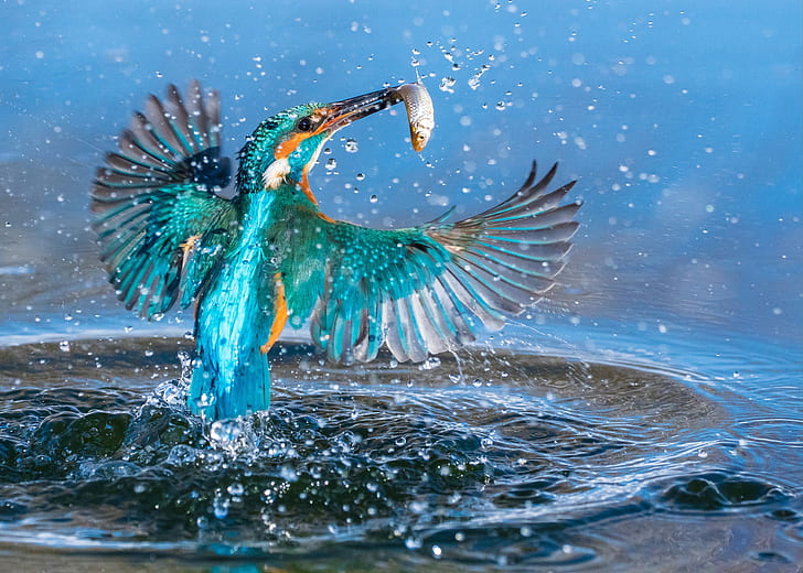 Wasser, Spritzen, Vogel, Fisch, Eisvogel, fangen, HD-Hintergrundbild