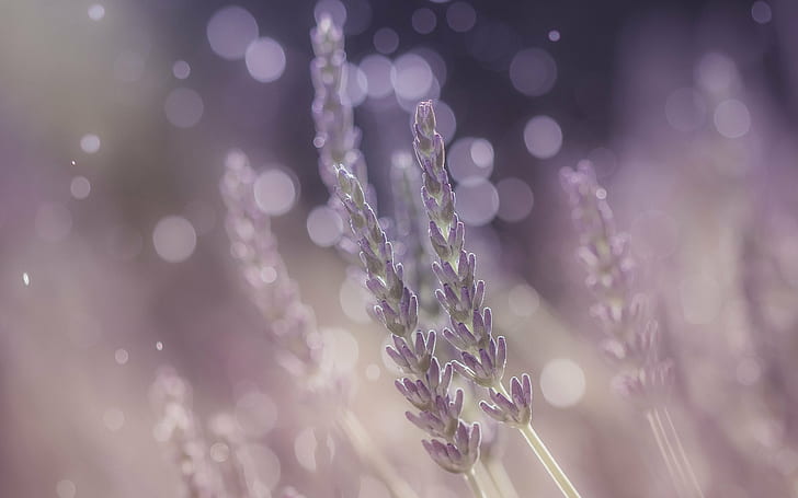 closeup photo of purple petaled flower, Mon, terrain, de, jeu, closeup, photo, purple, flower, lavender, bokeh, light, nature, color, plant, close-up, macro, defocused, HD wallpaper