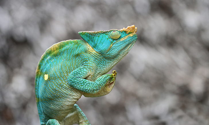 green, background, lizard, Chameleon parson, HD wallpaper