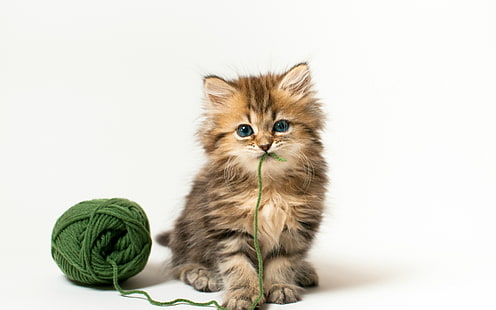 Really Cute Kitty, baby cat, kitty, little kitty, background, HD wallpaper HD wallpaper