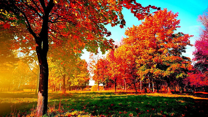autumn, red leaves, grove, tree, woods, nature, sunlight, sunny day, sunshine, leaves, deciduous, HD wallpaper