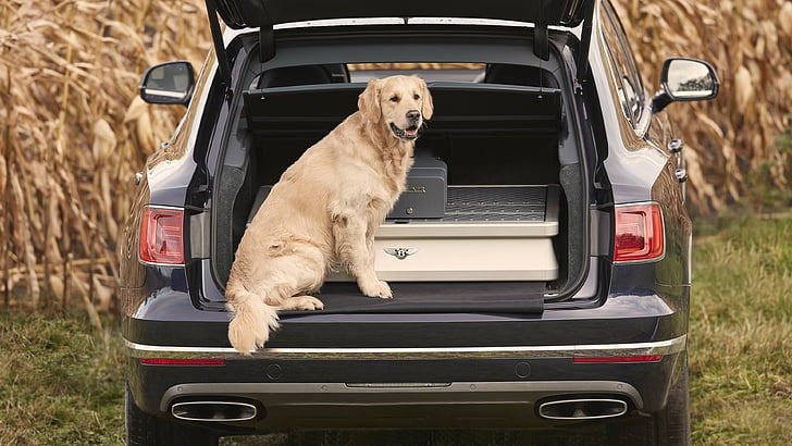 kuning Labrador retriever di bagasi SUV, Bentley Bentayga Field Sports, 2018 Mobil, anjing, 4k, Wallpaper HD