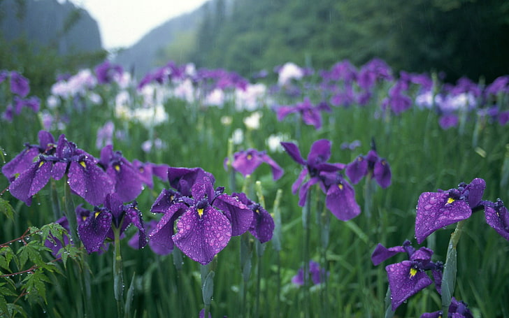 фиолетовые цветы, цветы, трава, капли, HD обои