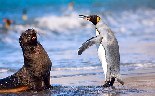Pingüino rey y sello antártico, pingüino emperador, animales, océano, pingüino, sello, Fondo de pantalla HD HD wallpaper