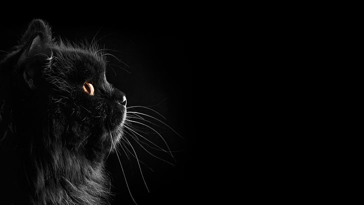 long-furred black cat, cat, black cats, black, dark, selective coloring, black background, HD wallpaper