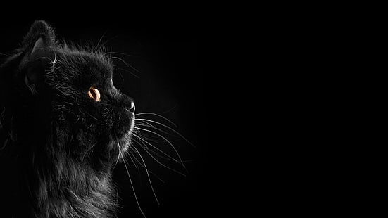 дълга козина черна котка, котка, черни котки, черна, тъмна, селективно оцветяване, черен фон, HD тапет HD wallpaper
