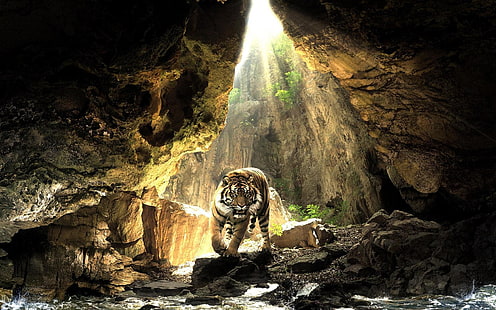 tiger stand on cave, water, the sun, tiger, stones, HD wallpaper HD wallpaper