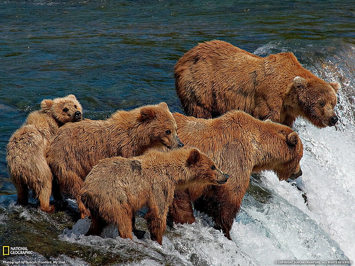 bears, waterfall, Grizzly Bears, National Geographic, baby animals, animals, HD wallpaper
