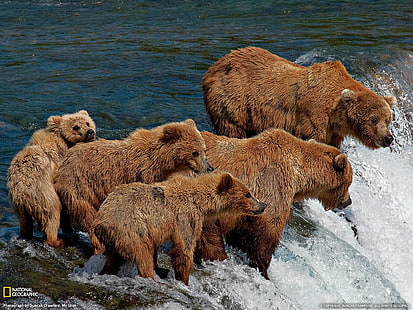 мечки, водопад, мечки гризли, National Geographic, бебета животни, животни, HD тапет HD wallpaper