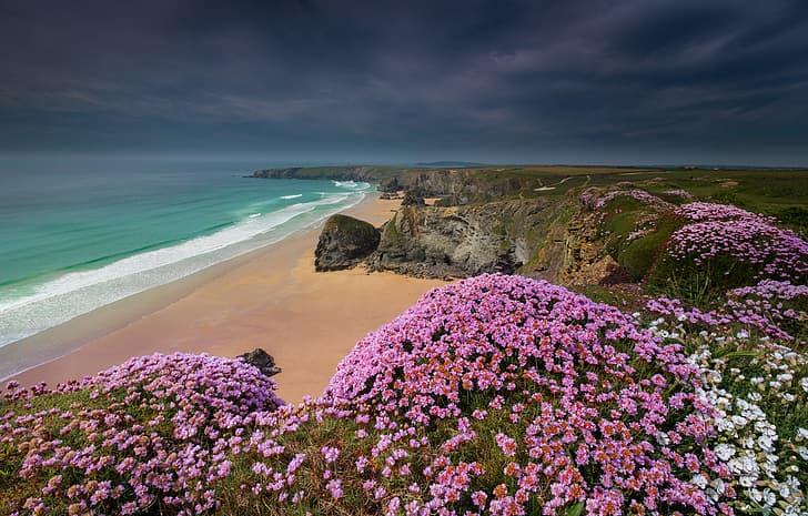 sea, flowers, rocks, coast, England, Cornwall, Bedruthan Steps, Celtic Sea, Seaside thrift, HD wallpaper