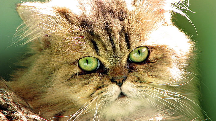 gray tabby cat, cat, face, eyes, fluffy, HD wallpaper