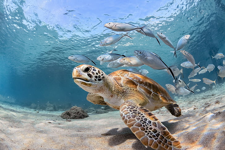 Djur, sköldpadda, fisk, havsliv, under vattnet, HD tapet