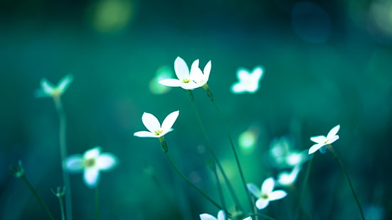 Blumen-Makrounschärfe HD, weiße Blumen, Natur, Makro, Blumen, Unschärfe, HD-Hintergrundbild HD wallpaper