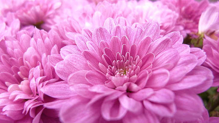 Pink Chrysanthemum Flowers Macro Wallpaper Hd 3840 × 2160, HD tapet