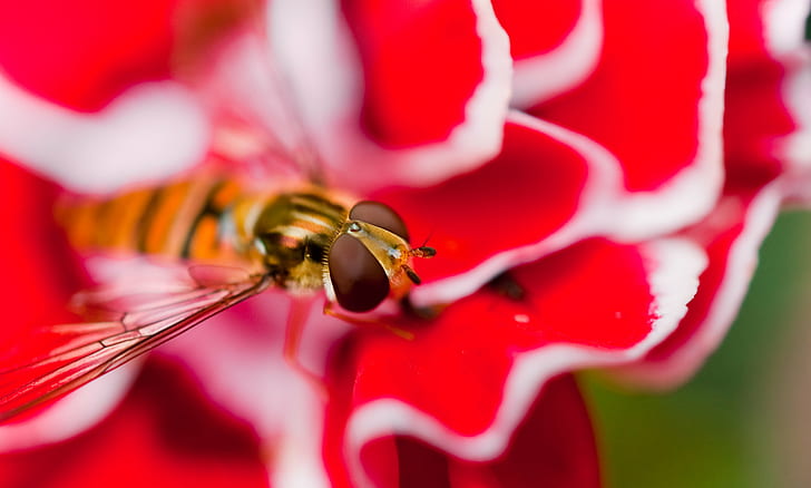 close-up photo of Hoverfly on red-and-white petaled flower, hover fly, carnation, hover fly, carnation, Hover fly, carnation, close-up, photo, Hoverfly, white, flower, JRR Tolkien, North Yorkshire, Ryedale, photographer, garden, insects, macro photography, exif, nikon corporation, camera, model, nikon d70s, focal_length, mm, geo, state, iso_speed, city, aperture, lens, f/2.8, tolkien, JRR, colours, hover  fly, bokeh, depth, field, dof, red  green, teacher, teaching, education, bringhurst  robert, robert bringhurst, school  website, sports, twitter, copyright, creative commons, photography, tuition, insect, nature, macro, animal, bee, red, HD wallpaper