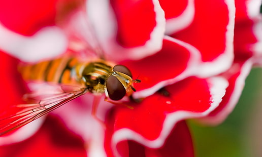 close-up photo of Hoverfly on red-and-white petaled flower, hover fly, carnation, hover fly, carnation, Hover fly, carnation, close-up, photo, Hoverfly, white, flower, JRR Tolkien, North Yorkshire, Ryedale, photographer, garden, insects, macro photography, exif, nikon corporation, camera, model, nikon d70s, focal_length, mm, geo, state, iso_speed, city, aperture, lens, f/2.8, tolkien, JRR, colours, hover  fly, bokeh, depth, field, dof, red  green, teacher, teaching, education, bringhurst  robert, robert bringhurst, school  website, sports, twitter, copyright, creative commons, photography, tuition, insect, nature, macro, animal, bee, red, HD wallpaper HD wallpaper