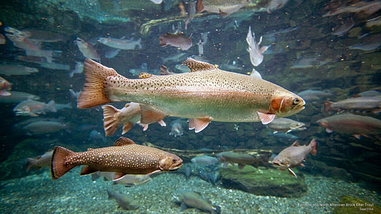Rainbow and North American Brook Char Trout, Ocean Life, Tapety HD HD wallpaper