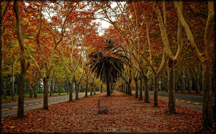 палмови дървета Уругвай, HD тапет
