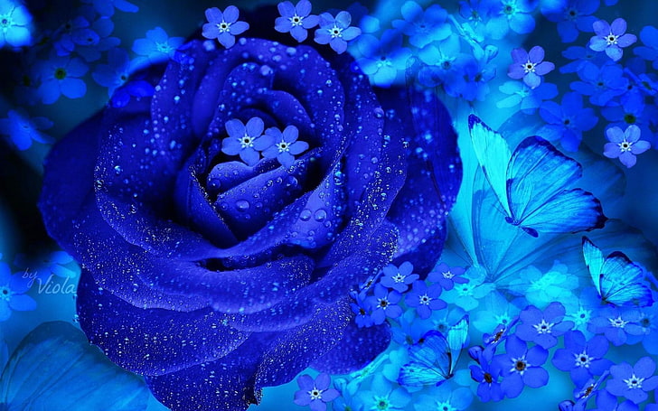 Vacker blå ros-2014 högkvalitativ tapet, blå rosblomma och blå glöm-mig-inte-blommor, HD tapet