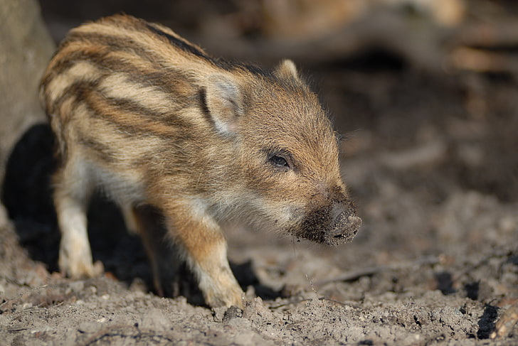 brown piglet, wild boar, calf, small, cute, HD wallpaper