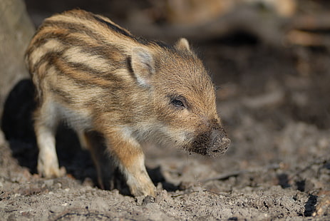 brown piglet, wild boar, calf, small, cute, HD wallpaper HD wallpaper
