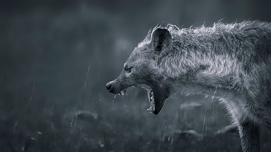 hyena photo, teeth, mouth, Hyena, HD wallpaper HD wallpaper