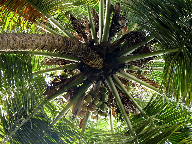 albero di cocco, noci di cocco, Sfondo HD