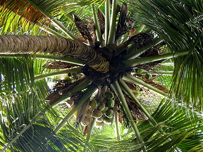 кокосово дърво, кокосови орехи, HD тапет HD wallpaper